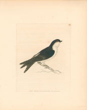 Load image into Gallery viewer, Lewin, William "Swift" Pl. 125.