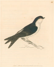 Load image into Gallery viewer, Lewin, William "Swift" Pl. 125.