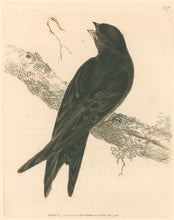 Load image into Gallery viewer, Lewin, William "Swift" Pl. 127.