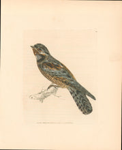 Load image into Gallery viewer, Lewin, William &quot;Night Swallow&quot;  Pl. 128.
