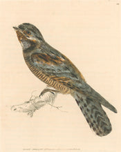 Load image into Gallery viewer, Lewin, William "Night Swallow" Pl. 128.