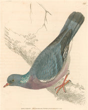 Load image into Gallery viewer, Lewin, William &quot;Ring Pigeon&quot;  Pl. 130.
