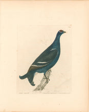 Load image into Gallery viewer, Lewin, William &quot;Black Grouse&quot;  Pl. 134.
