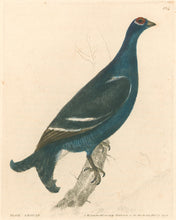 Load image into Gallery viewer, Lewin, William &quot;Black Grouse&quot;  Pl. 134.
