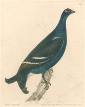 Load image into Gallery viewer, Lewin, William "Black Grouse" Pl. 134.