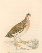 Load image into Gallery viewer, Lewin, William &quot;Quail&quot;  Pl. 139.
