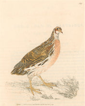 Load image into Gallery viewer, Lewin, William "Quail" Pl. 139.