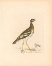 Load image into Gallery viewer, Lewin, William &quot;Thick-Kneed Bustard&quot;  Pl. 142.
