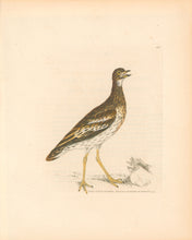 Load image into Gallery viewer, Lewin, William "Thick-Kneed Bustard" Pl. 142.