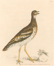 Load image into Gallery viewer, Lewin, William &quot;Thick-Kneed Bustard&quot;  Pl. 142.
