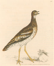 Load image into Gallery viewer, Lewin, William "Thick-Kneed Bustard" Pl. 142.