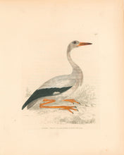 Load image into Gallery viewer, Lewin, William &quot;Stork&quot;  Pl. 145.

