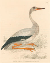 Load image into Gallery viewer, Lewin, William &quot;Stork&quot;  Pl. 145.
