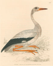 Load image into Gallery viewer, Lewin, William "Stork" Pl. 145.