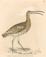 Load image into Gallery viewer, Lewin, William &quot;Curlew&quot;  Pl. 154.

