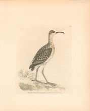 Load image into Gallery viewer, Lewin, William "Pygmy Curlew" Pl. 156