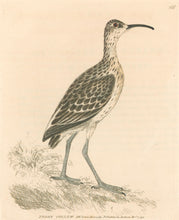 Load image into Gallery viewer, Lewin, William &quot;Pygmy Curlew&quot;  Pl. 156
