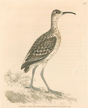 Load image into Gallery viewer, Lewin, William "Pygmy Curlew" Pl. 156