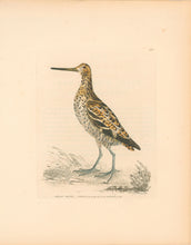 Load image into Gallery viewer, Lewin, William &quot;Great Snipe&quot;  Pl. 158.
