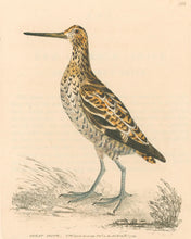 Load image into Gallery viewer, Lewin, William &quot;Great Snipe&quot;  Pl. 158.

