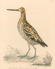 Load image into Gallery viewer, Lewin, William "Great Snipe" Pl. 158.