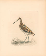 Load image into Gallery viewer, Lewin, William &quot;Common Snipe&quot;  Pl. 159
