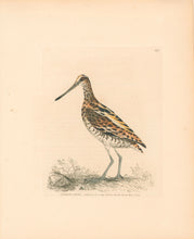 Load image into Gallery viewer, Lewin, William "Common Snipe" Pl. 159
