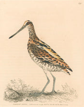 Load image into Gallery viewer, Lewin, William &quot;Common Snipe&quot;  Pl. 159
