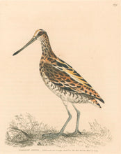 Load image into Gallery viewer, Lewin, William "Common Snipe" Pl. 159