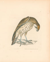 Load image into Gallery viewer, Lewin, William &quot;Lanner Falcon&quot;  Pl. 15.
