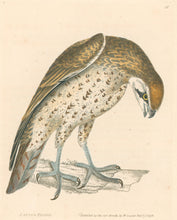 Load image into Gallery viewer, Lewin, William "Lanner Falcon" Pl. 15.