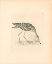 Load image into Gallery viewer, Lewin, William &quot;Green Shank&quot;  Pl. 164.
