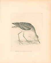 Load image into Gallery viewer, Lewin, William "Green Shank" Pl. 164.