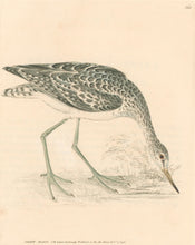 Load image into Gallery viewer, Lewin, William "Green Shank" Pl. 164.