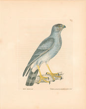 Load image into Gallery viewer, Lewin, William &quot;Hen Harrier&quot;  Pl. 18.
