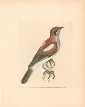 Load image into Gallery viewer, Lewin, William "Wood-Chat" Pl. 31.