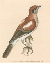 Load image into Gallery viewer, Lewin, William "Wood-Chat" Pl. 31.