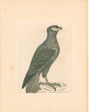 Load image into Gallery viewer, Lewin, William "Grey Eagle" Pl. 4.
