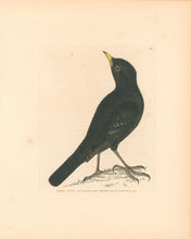 Load image into Gallery viewer, Lewin, William "Black Ouzel" Pl. 60.
