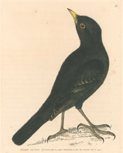 Load image into Gallery viewer, Lewin, William &quot;Black Ouzel&quot;  Pl. 60.
