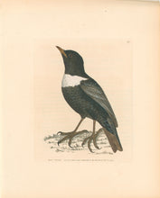 Load image into Gallery viewer, Lewin, William "Ring Ouzel" Pl. 59.