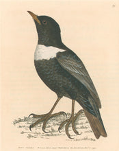 Load image into Gallery viewer, Lewin, William &quot;Ring Ouzel&quot;  Pl. 59.
