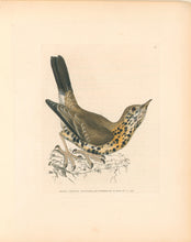 Load image into Gallery viewer, Lewin, William "Missel Thrush" Pl. 61.