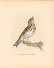Load image into Gallery viewer, Lewin, William "Red Wing" Pl. 64.