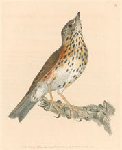 Load image into Gallery viewer, Lewin, William "Red Wing" Pl. 64.