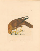 Load image into Gallery viewer, Lewin, William "Moore Buzzard" Pl. 8.
