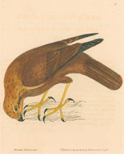 Load image into Gallery viewer, Lewin, William "Moore Buzzard" Pl. 8.