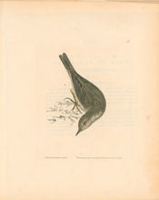 Load image into Gallery viewer, Lewin, William "Grasshopper Lark"  Pl. 90.