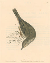 Load image into Gallery viewer, Lewin, William "Grasshopper Lark"  Pl. 90.