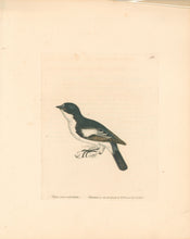 Load image into Gallery viewer, Lewin, William "Pied Flycatcher" Pl. 94.
